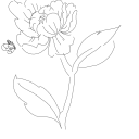 Drawing Nr 2526 by wedodraw.com