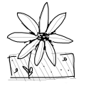 Drawing Nr 1259 by wedodraw.com
