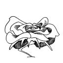Drawing Nr 1147 by wedodraw.com
